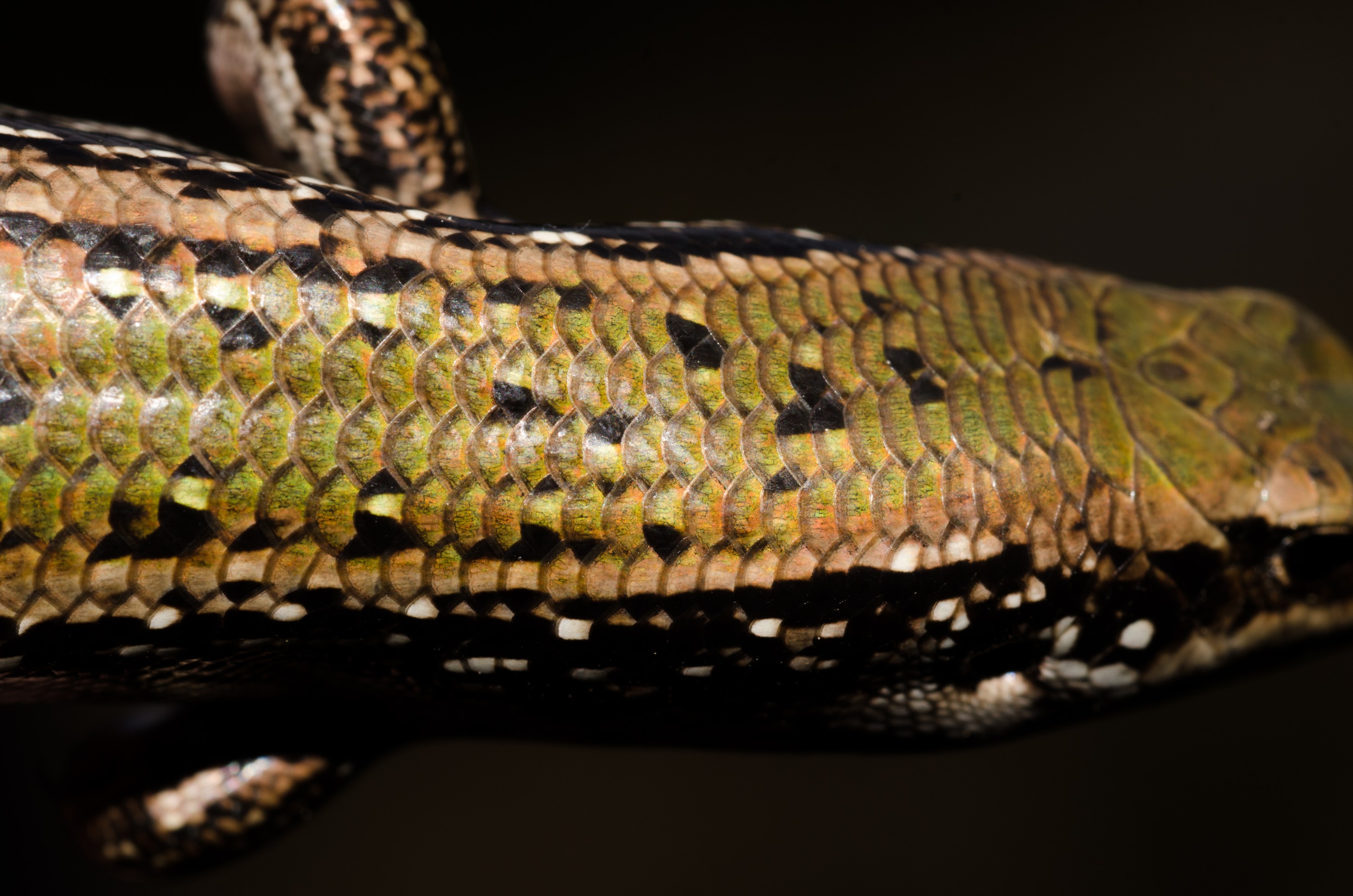 DSC_0761 – new, new zealand, zealand, nz, otago, otago may 16, crispin, Green, skink, Oligosoma, chloronoton, lizard, cold, blood